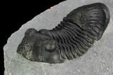 Paralejurus & Cyphaspis Trilobite Association - Top Quality #129089-6